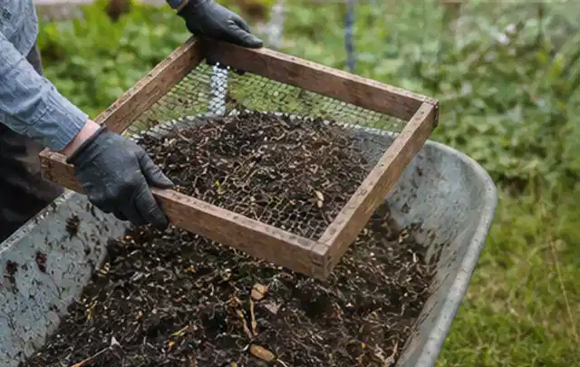 Behandschuhte Hände sieben reifen Kompost über einer Gartenschubkarre; Thema Salbei, Schwerpunkt Schnitt; Ausgangslage.