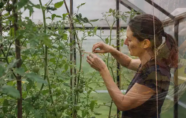 Person bindet junge Tomatentriebe in einem privaten Gewächshaus vorsichtig an; Thema Salbei, Schwerpunkt Sortenwahl; Praxisalltag.
