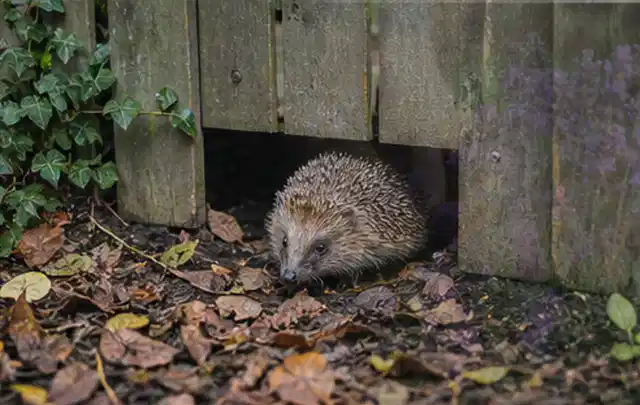 Igel nutzt einen bodennahen Durchgang unter einem hölzernen Gartenzaun; Thema Salzwasserpools, Schwerpunkt Anwendung; Praxisalltag.