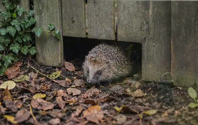 Igel nutzt einen bodennahen Durchgang unter einem hölzernen Gartenzaun; Thema Salzwasserpools, Schwerpunkt Checkliste; Umsetzung.