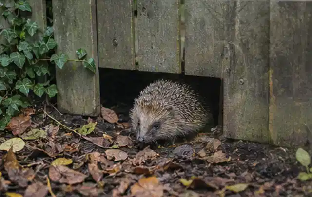 Igel nutzt einen bodennahen Durchgang unter einem hölzernen Gartenzaun; Thema Salzwasserpools, Schwerpunkt Dimensionierung; Ausgangslage.