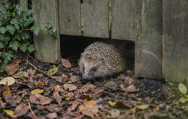 Igel nutzt einen bodennahen Durchgang unter einem hölzernen Gartenzaun; Thema Salzwasserpools, Schwerpunkt Ersatzteile; Ergebnis.