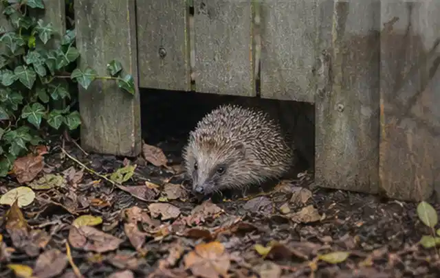 Igel nutzt einen bodennahen Durchgang unter einem hölzernen Gartenzaun; Thema Salzwasserpools, Schwerpunkt Fehlerhilfe; Praxisalltag.
