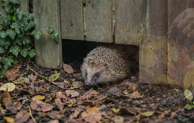 Igel nutzt einen bodennahen Durchgang unter einem hölzernen Gartenzaun; Thema Salzwasserpools, Schwerpunkt Gärten mit großer Fläche; Kontrolle.