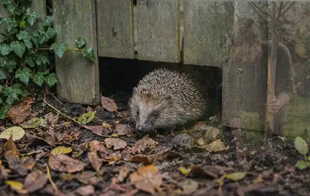 Igel nutzt einen bodennahen Durchgang unter einem hölzernen Gartenzaun; Thema Salzwasserpools, Schwerpunkt Leistung; Ergebnis.