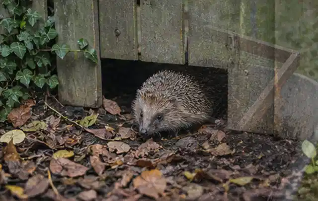 Igel nutzt einen bodennahen Durchgang unter einem hölzernen Gartenzaun; Thema Salzwasserpools, Schwerpunkt Pools; Ergebnis.