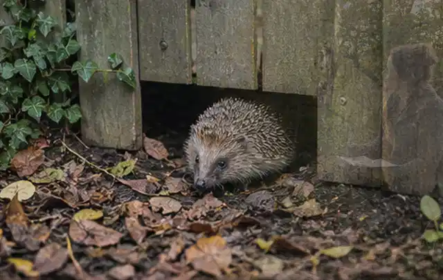 Igel nutzt einen bodennahen Durchgang unter einem hölzernen Gartenzaun; Thema Salzwasserpools, Schwerpunkt Reinigung; Ausgangslage.