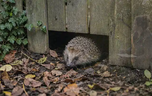 Igel nutzt einen bodennahen Durchgang unter einem hölzernen Gartenzaun; Thema Salzwasserpools, Schwerpunkt Systemvergleich; Ausgangslage.