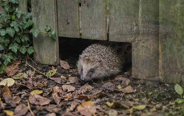 Igel nutzt einen bodennahen Durchgang unter einem hölzernen Gartenzaun; Thema Salzwasserpools, Schwerpunkt Testkriterien; Praxisalltag.