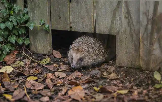 Igel nutzt einen bodennahen Durchgang unter einem hölzernen Gartenzaun; Thema Salzwasserpools, Schwerpunkt Vergleich; Kontrolle.