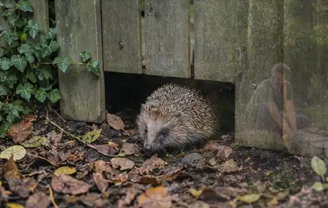 Igel nutzt einen bodennahen Durchgang unter einem hölzernen Gartenzaun; Thema Salzwasserpools, Schwerpunkt Wartung; Umsetzung.
