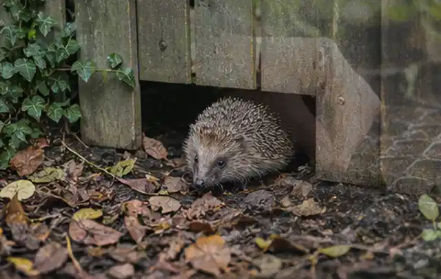 Igel nutzt einen bodennahen Durchgang unter einem hölzernen Gartenzaun; Thema Salzwasserpools, Schwerpunkt Winterlager; Ausgangslage.