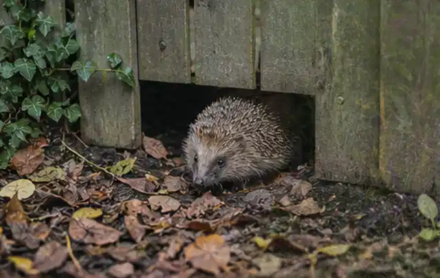 Igel nutzt einen bodennahen Durchgang unter einem hölzernen Gartenzaun; Thema Sandfilteranlagen, Schwerpunkt Ersatzteile; Ergebnis.