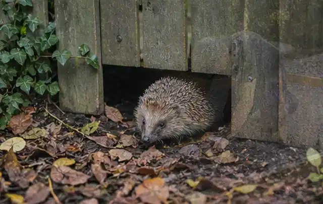 Igel nutzt einen bodennahen Durchgang unter einem hölzernen Gartenzaun; Thema Sandfilteranlagen, Schwerpunkt Kosten; Praxisalltag.
