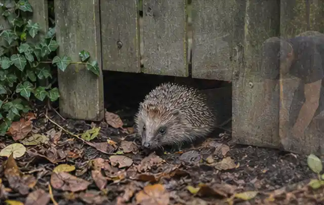 Igel nutzt einen bodennahen Durchgang unter einem hölzernen Gartenzaun; Thema Sandfilteranlagen, Schwerpunkt Leistung; Ergebnis.