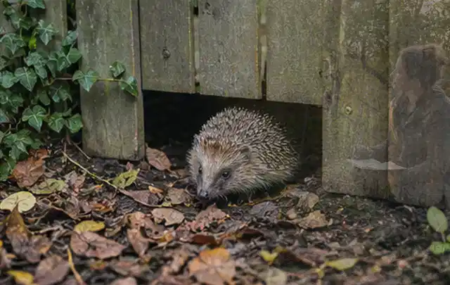 Igel nutzt einen bodennahen Durchgang unter einem hölzernen Gartenzaun; Thema Sandfilteranlagen, Schwerpunkt Nachhaltigkeit; Umsetzung.
