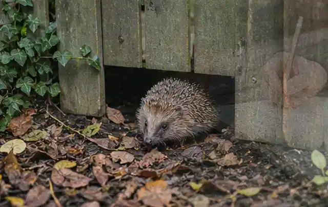 Igel nutzt einen bodennahen Durchgang unter einem hölzernen Gartenzaun; Thema Sandfilteranlagen, Schwerpunkt Sicherheit; Ausgangslage.