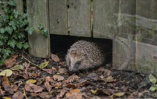 Igel nutzt einen bodennahen Durchgang unter einem hölzernen Gartenzaun; Thema Sandfilteranlagen, Schwerpunkt Systemvergleich; Praxisalltag.