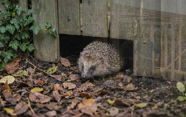 Igel nutzt einen bodennahen Durchgang unter einem hölzernen Gartenzaun; Thema Sandfilteranlagen, Schwerpunkt Testkriterien; Ergebnis.