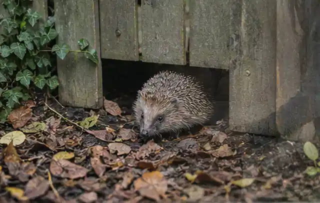 Igel nutzt einen bodennahen Durchgang unter einem hölzernen Gartenzaun; Thema Sandfilteranlagen, Schwerpunkt Wartung; Ergebnis.