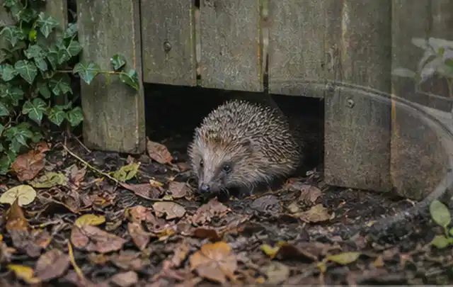Igel nutzt einen bodennahen Durchgang unter einem hölzernen Gartenzaun; Thema Sandfilteranlagen, Schwerpunkt Winterlager; Praxisalltag.