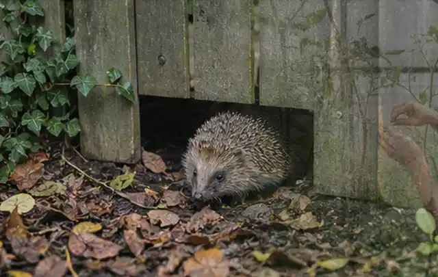 Igel nutzt einen bodennahen Durchgang unter einem hölzernen Gartenzaun; Thema Schädlinge Krankheiten, Schwerpunkt Themenwelt; Ergebnis.