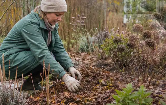 Person verteilt eine schützende Mulchschicht zwischen winterlichen Stauden; Thema Schattenpflanzen, Schwerpunkt Bewässerung; Ausgangslage.