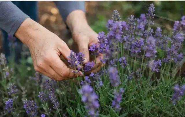 Hände pflegen blühenden Lavendel in einem natürlich angelegten Gartenbeet; Thema Schattenpflanzen, Schwerpunkt Bewässerung; Ergebnis.