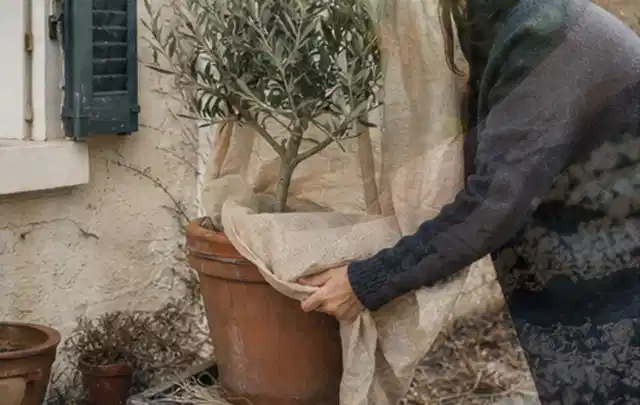 Person umhüllt eine mediterrane Kübelpflanze mit atmungsaktivem Winterschutz; Thema Schattenpflanzen, Schwerpunkt Boden; Ausgangslage.