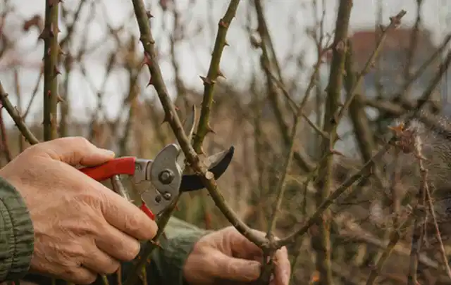 Hände schneiden einen älteren Rosenstrauch mit einer sauberen Gartenschere; Thema Schattenpflanzen, Schwerpunkt Boden; Umsetzung.