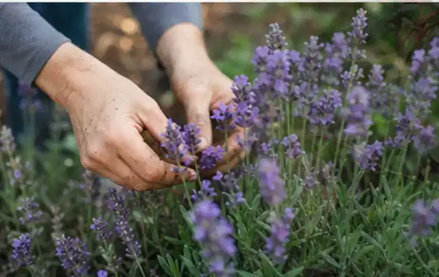 Hände pflegen blühenden Lavendel in einem natürlich angelegten Gartenbeet; Thema Schattenpflanzen, Schwerpunkt Düngung; Ausgangslage.