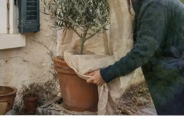 Person umhüllt eine mediterrane Kübelpflanze mit atmungsaktivem Winterschutz; Thema Schattenpflanzen, Schwerpunkt Düngung; Ergebnis.