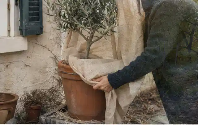 Person umhüllt eine mediterrane Kübelpflanze mit atmungsaktivem Winterschutz; Thema Schattenpflanzen, Schwerpunkt Einsteigerwissen; Ergebnis.