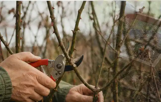 Hände schneiden einen älteren Rosenstrauch mit einer sauberen Gartenschere; Thema Schattenpflanzen, Schwerpunkt Einsteigerwissen; Praxisalltag.