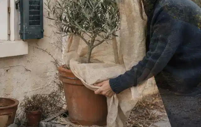 Person umhüllt eine mediterrane Kübelpflanze mit atmungsaktivem Winterschutz; Thema Schattenpflanzen, Schwerpunkt Fehlerhilfe; Ausgangslage.