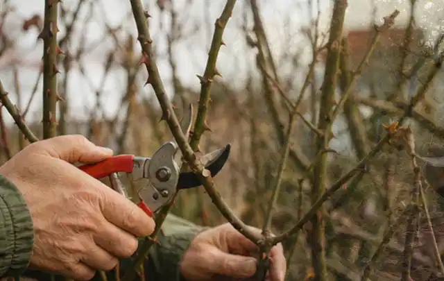 Hände schneiden einen älteren Rosenstrauch mit einer sauberen Gartenschere; Thema Schattenpflanzen, Schwerpunkt Fehlerhilfe; Praxisalltag.