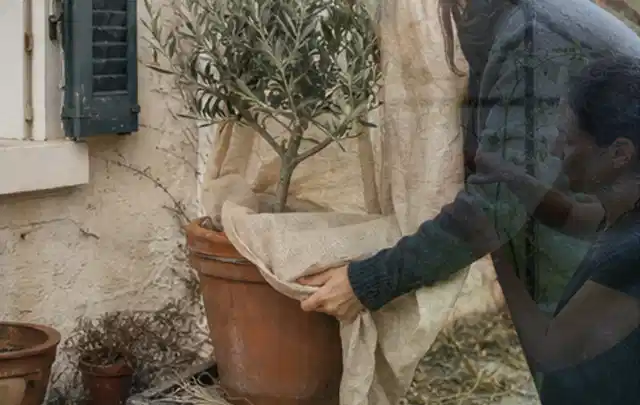 Person umhüllt eine mediterrane Kübelpflanze mit atmungsaktivem Winterschutz; Thema Schattenpflanzen, Schwerpunkt Gartenpraxis; Kontrolle.