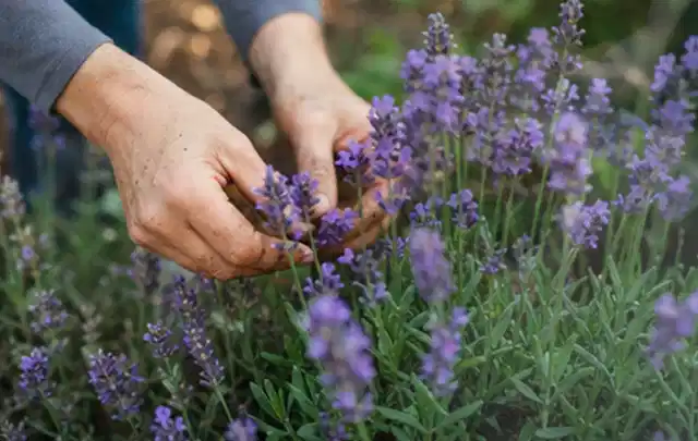 Hände pflegen blühenden Lavendel in einem natürlich angelegten Gartenbeet; Thema Schattenpflanzen, Schwerpunkt Jahrespflege; Ausgangslage.