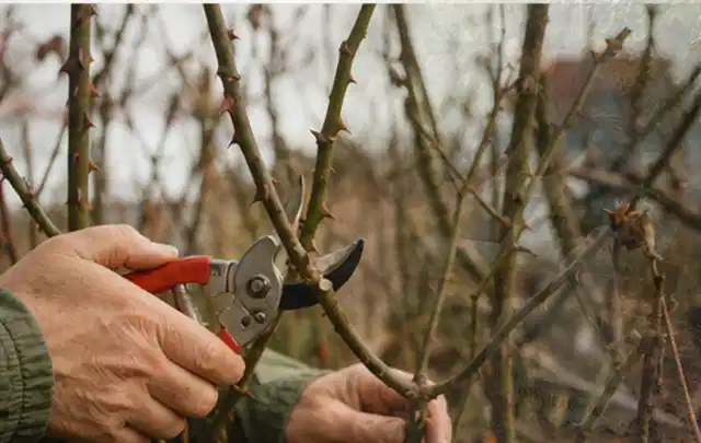 Hände schneiden einen älteren Rosenstrauch mit einer sauberen Gartenschere; Thema Schattenpflanzen, Schwerpunkt Jahrespflege; Praxisalltag.
