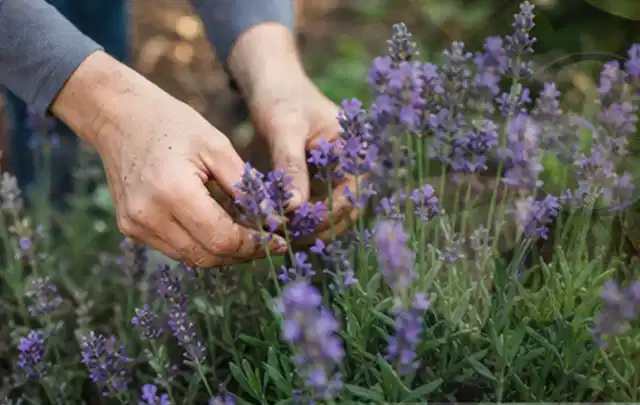 Hände pflegen blühenden Lavendel in einem natürlich angelegten Gartenbeet; Thema Schattenpflanzen, Schwerpunkt Kaufberatung; Ausgangslage.