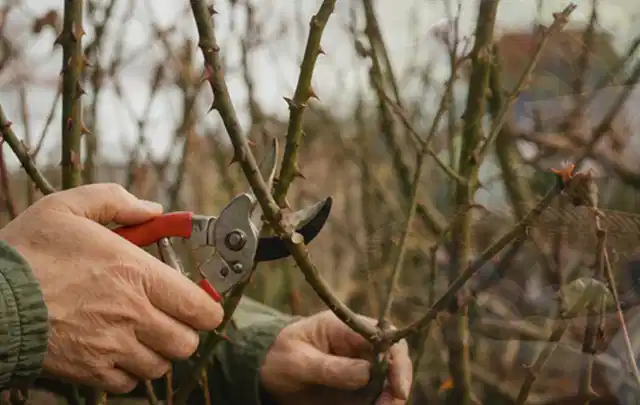 Hände schneiden einen älteren Rosenstrauch mit einer sauberen Gartenschere; Thema Schattenpflanzen, Schwerpunkt Kaufberatung; Kontrolle.
