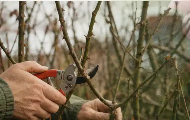 Hände schneiden einen älteren Rosenstrauch mit einer sauberen Gartenschere; Thema Schattenpflanzen, Schwerpunkt Pflanzengesundheit; Umsetzung.