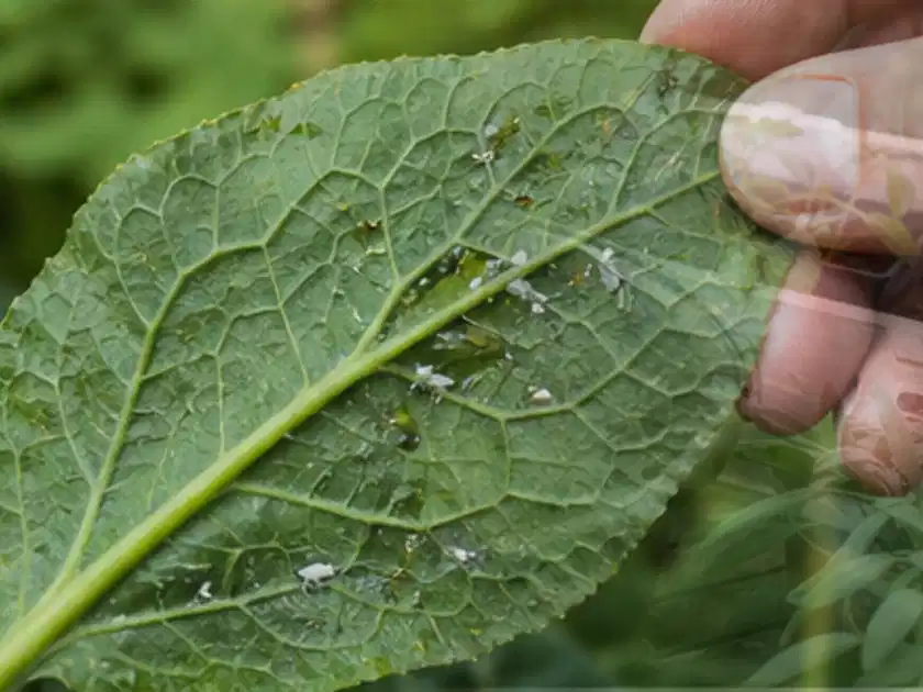 Hand hält ein Blatt mit kleinen hellen Schädlingen auf der Unterseite; Thema Schattenpflanzen, Schwerpunkt Pflanzenschutz; Titelbild.