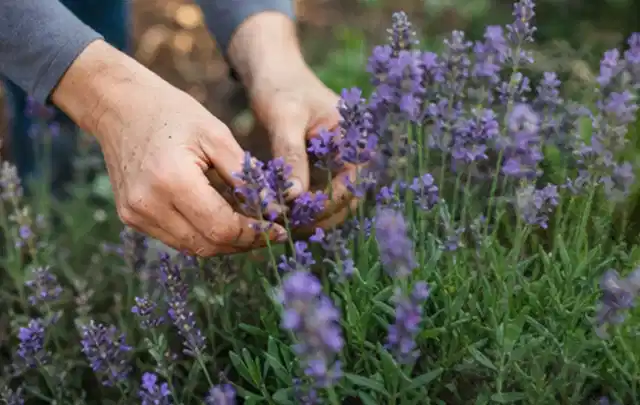 Hände pflegen blühenden Lavendel in einem natürlich angelegten Gartenbeet; Thema Schattenpflanzen, Schwerpunkt Pflanzenschutz; Ergebnis.