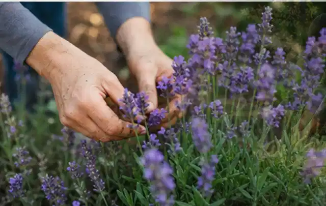 Hände pflegen blühenden Lavendel in einem natürlich angelegten Gartenbeet; Thema Schattenpflanzen, Schwerpunkt Pflanzpartner; Umsetzung.