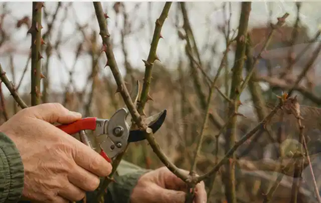 Hände schneiden einen älteren Rosenstrauch mit einer sauberen Gartenschere; Thema Schattenpflanzen, Schwerpunkt Problemlösung; Umsetzung.