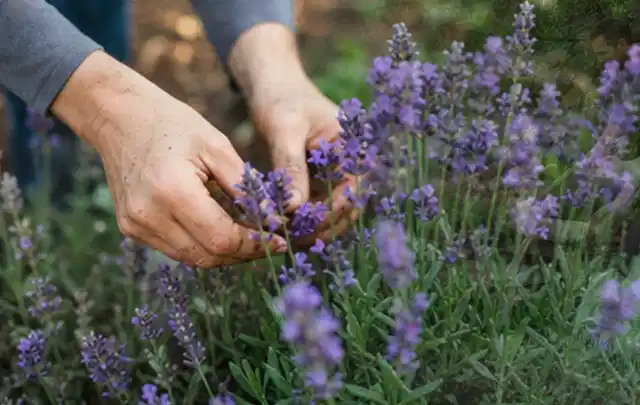 Hände pflegen blühenden Lavendel in einem natürlich angelegten Gartenbeet; Thema Schattenpflanzen, Schwerpunkt Rückschnitt; Ergebnis.