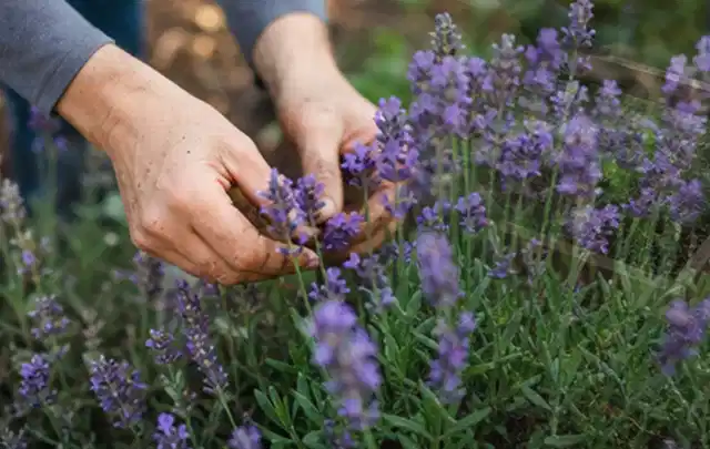 Hände pflegen blühenden Lavendel in einem natürlich angelegten Gartenbeet; Thema Schattenpflanzen, Schwerpunkt Sortenwahl; Ergebnis.