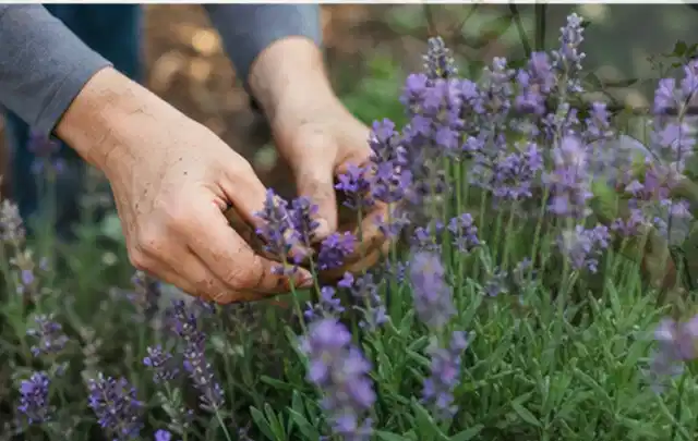 Hände pflegen blühenden Lavendel in einem natürlich angelegten Gartenbeet; Thema Schattenpflanzen, Schwerpunkt Standort; Praxisalltag.