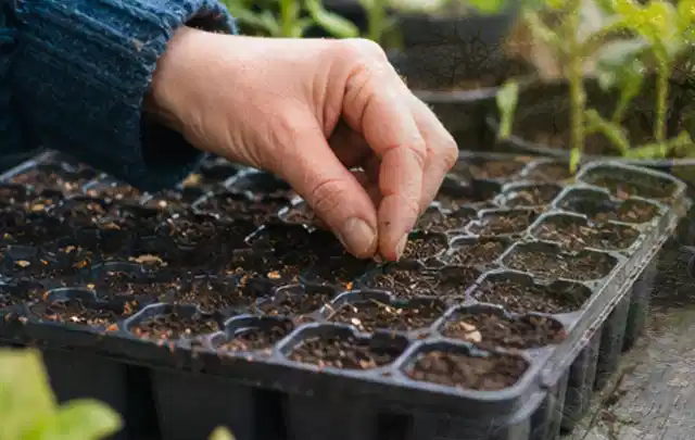 Hand legt einzelne Samen in vorbereitete Anzuchtschalen mit lockerer Erde; Thema Schattenpflanzen, Schwerpunkt Topfkultur; Ergebnis.